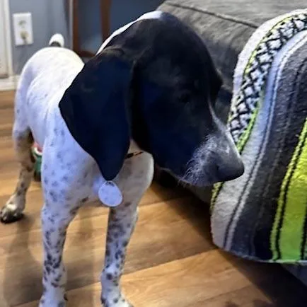 A baby medium-sized male White / Cream German Shorthaired Pointer dog named Scooby for adoption in Normal, IL