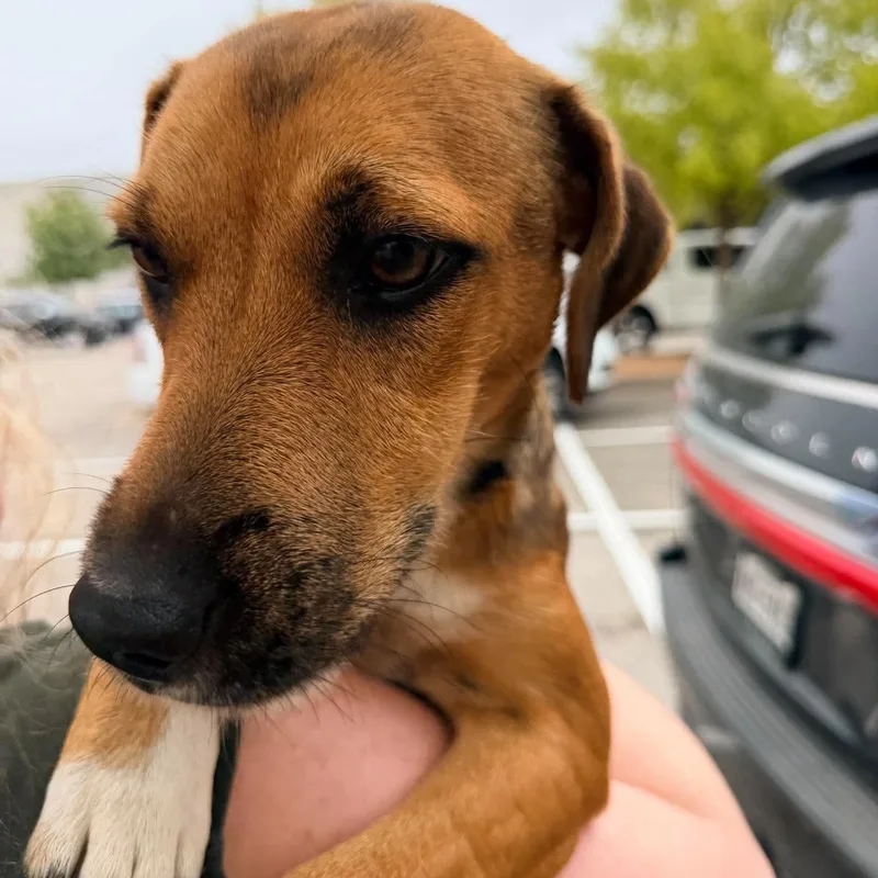 A baby medium-sized female Black Mouth Cur dog named Boots for adoption in Dripping Springs, TX