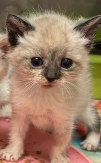 A baby small-sized male Siamese cat named Cobalt for adoption in Elizabethton, TN