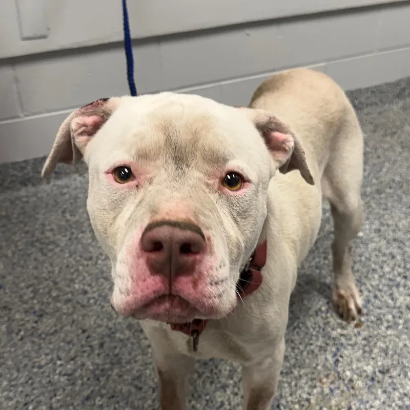An adult medium-sized male White / Cream Mixed Breed dog named Deacon for adoption in Greenville, SC