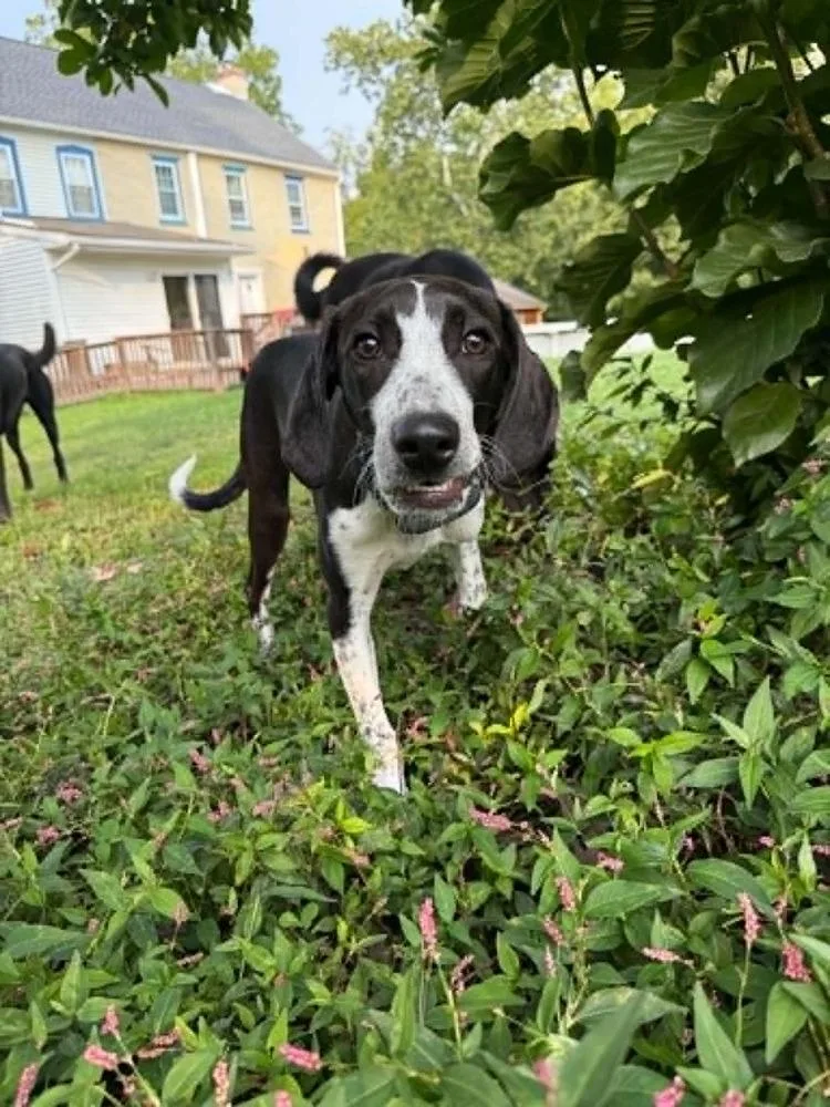 Louie