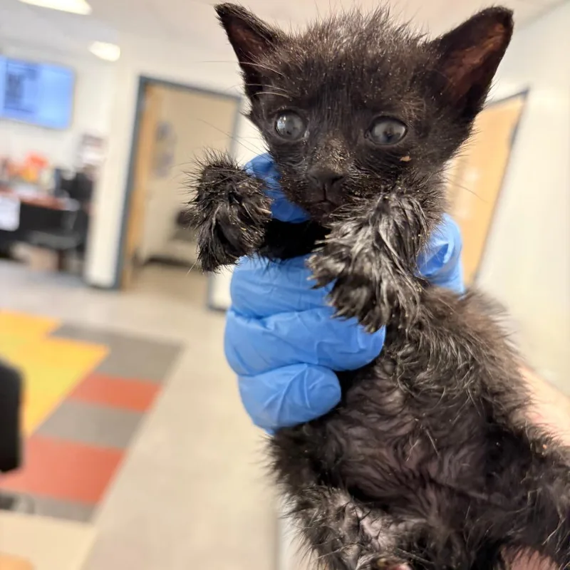 A baby small-sized male Black Domestic Short Hair cat named Green Tea for adoption in Philadelphia, PA
