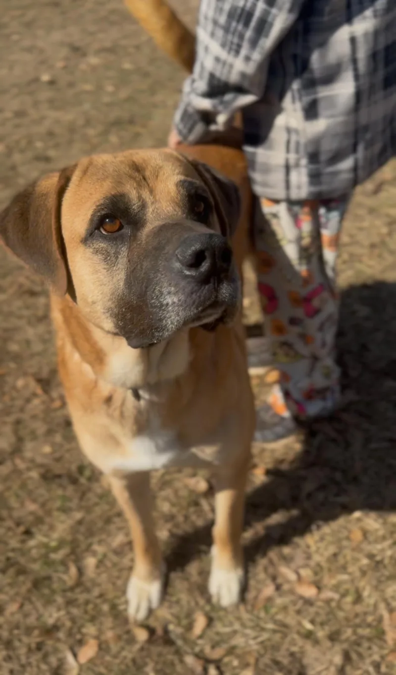 An adult large-sized male Golden Bullmastiff dog named Tiny The 'lil Biggie for adoption in Houston, TX