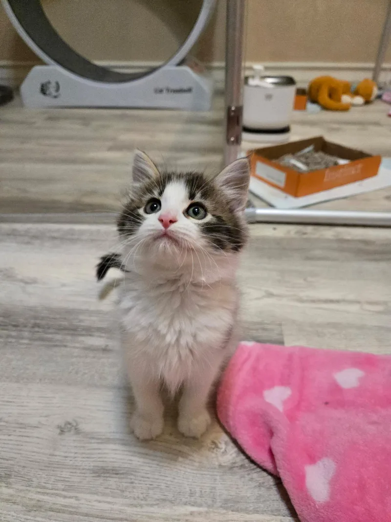 A baby medium-sized male Gray & White Domestic Long Hair cat named Mack for adoption in Pacific Palisades, CA