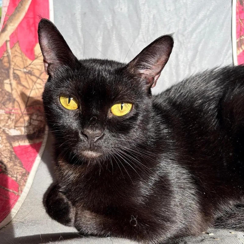 A young medium-sized female Black Domestic Short Hair cat named Ember for adoption in Boston, MA