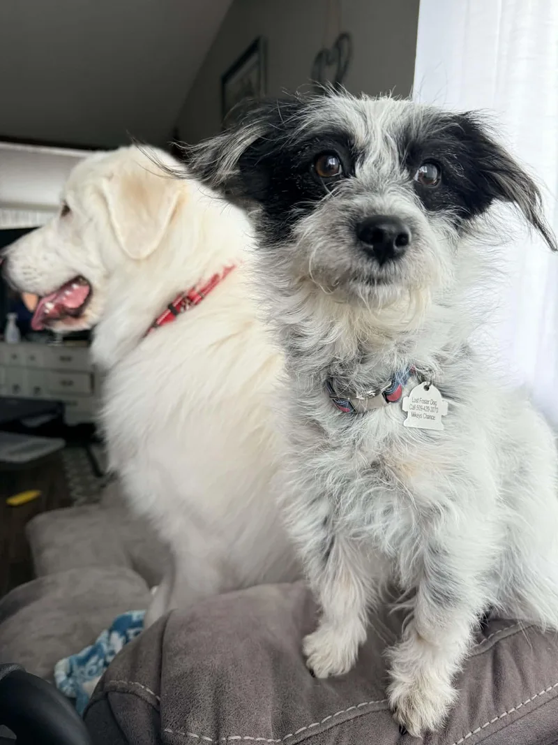 A young small-sized female Parson Russell Terrier dog named Lil Debbie for adoption in West Richland, WA