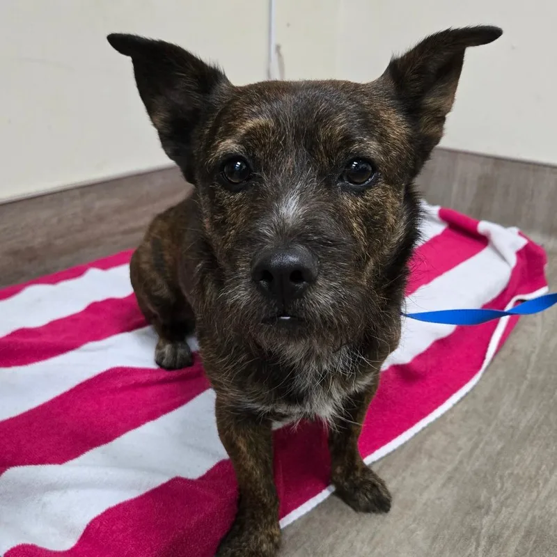 An adult medium-sized male Brindle Terrier dog named Knox for adoption in Pasadena, CA