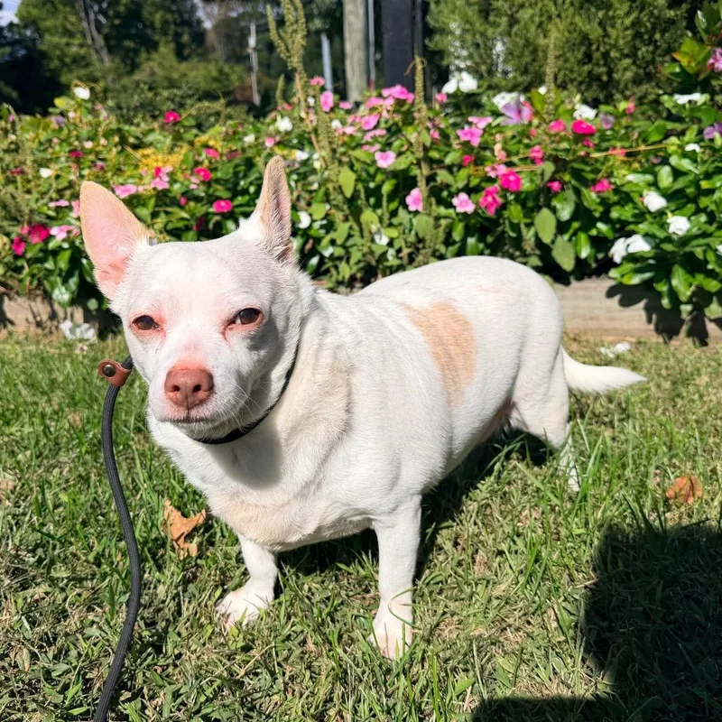 A senior small-sized male Chihuahua dog named Papu for adoption in Newark, NJ