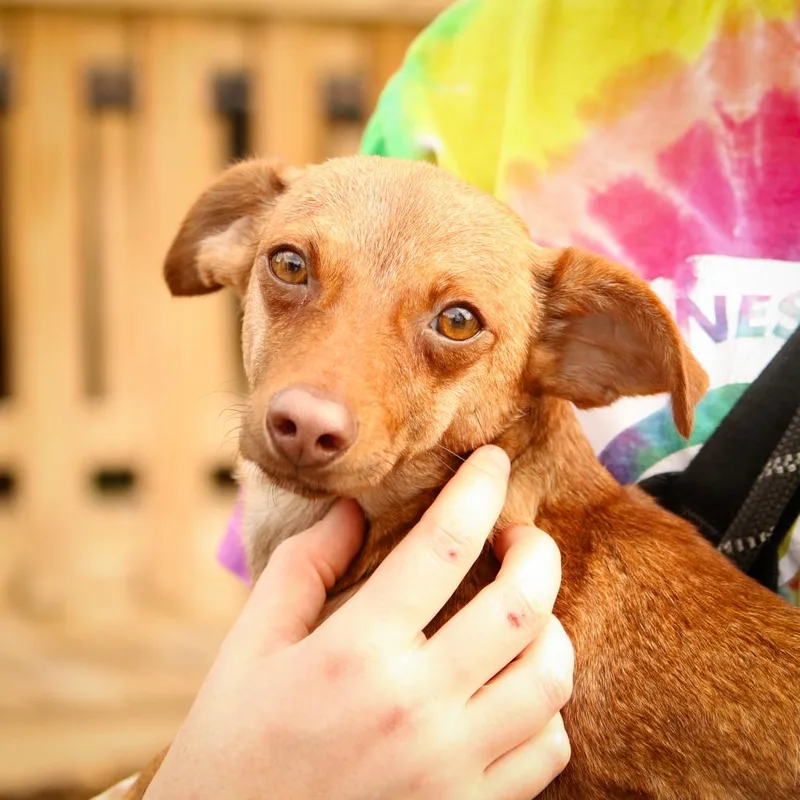 An adult small-sized female Red / Chestnut / Orange Rat Terrier dog named Cocoa Pebbles for adoption in Hattiesburg, MS