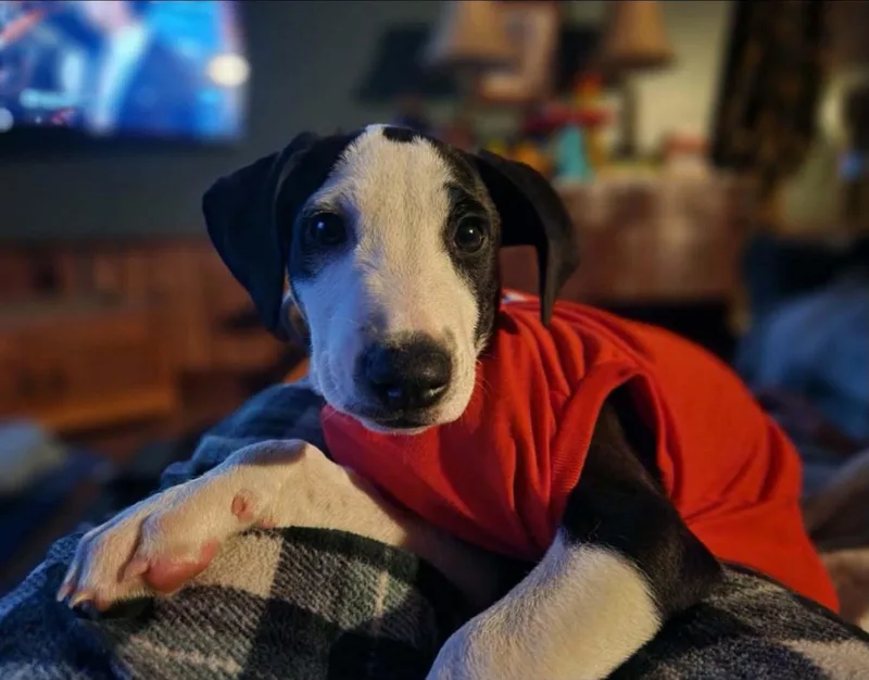 A baby medium-sized female Catahoula Leopard Dog dog named Annika for adoption in Alexander, AR