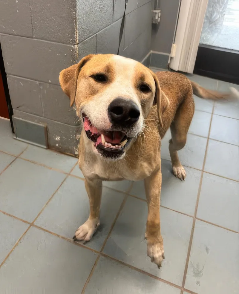 An adult large-sized male Brown / Chocolate Mixed Breed dog named Crouton for adoption in Nashville, TN