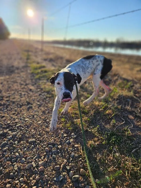 Dippin Dots thumbnail 3