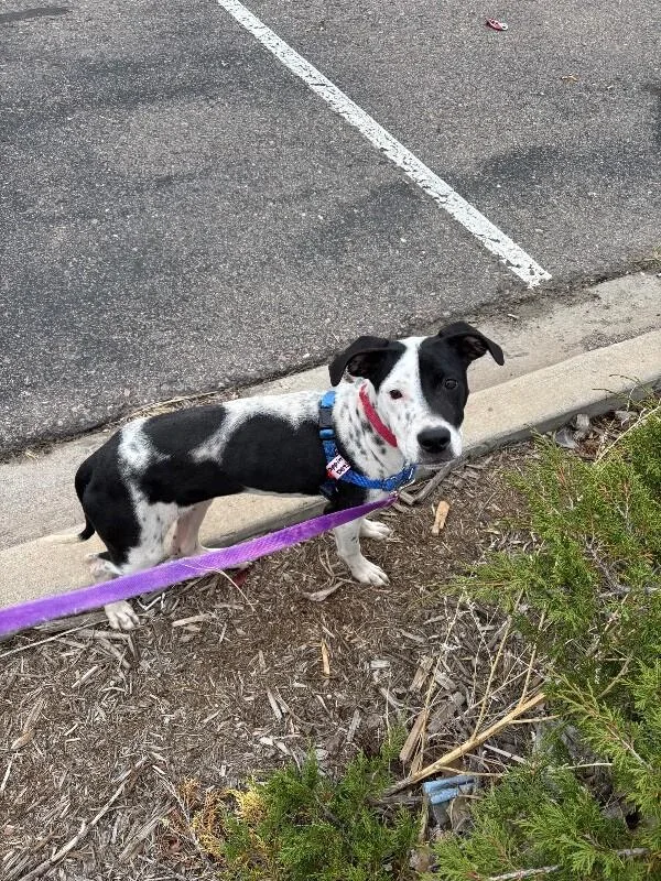 Dippin Dots thumbnail 4