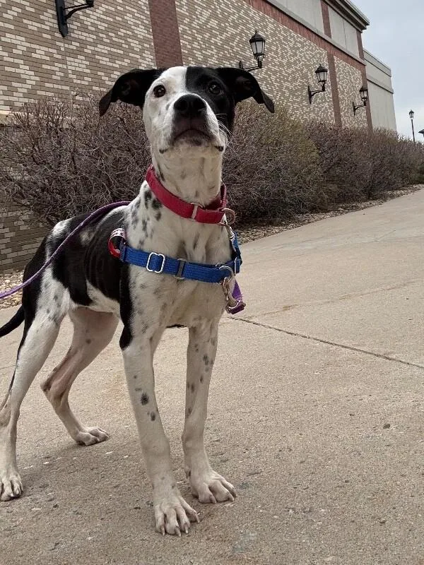 Dippin Dots thumbnail 6