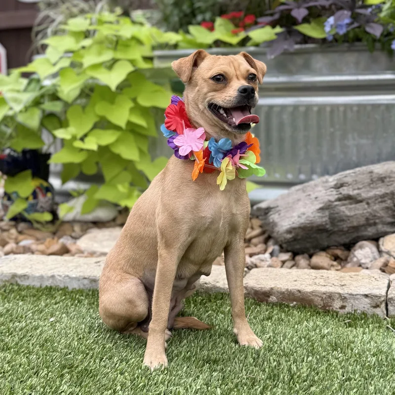 A young small-sized female Yellow / Tan / Blond / Fawn Pug dog named Piper for adoption in Southport, CT