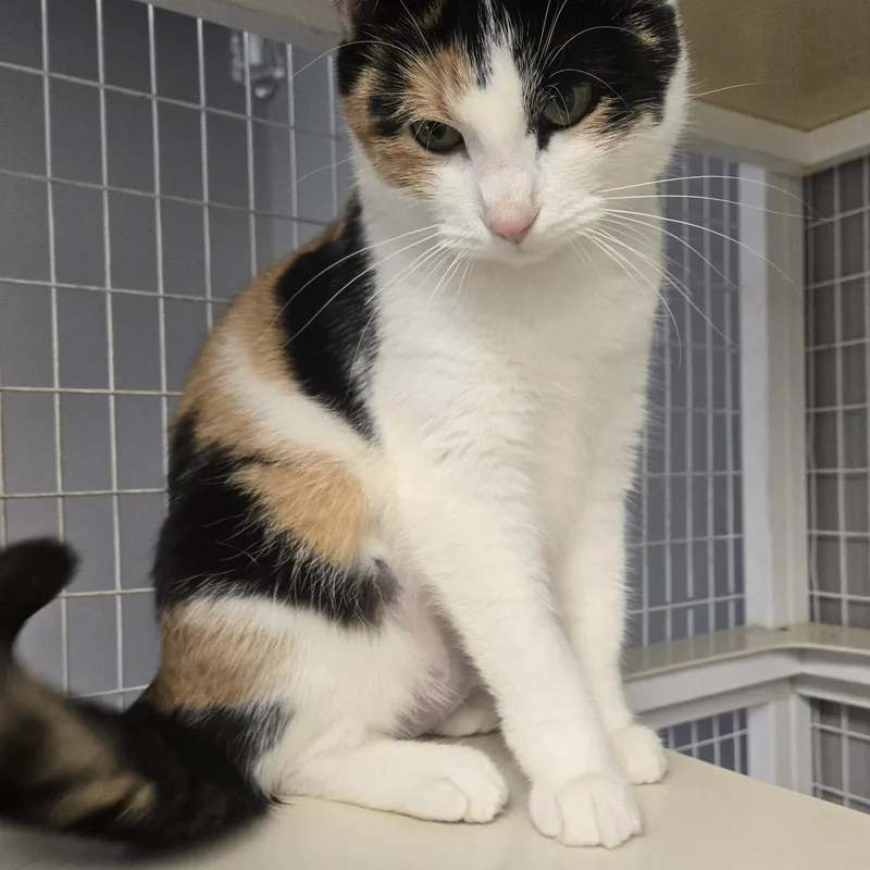 An adult medium-sized female Calico cat named Niblet for adoption in Milford, CT