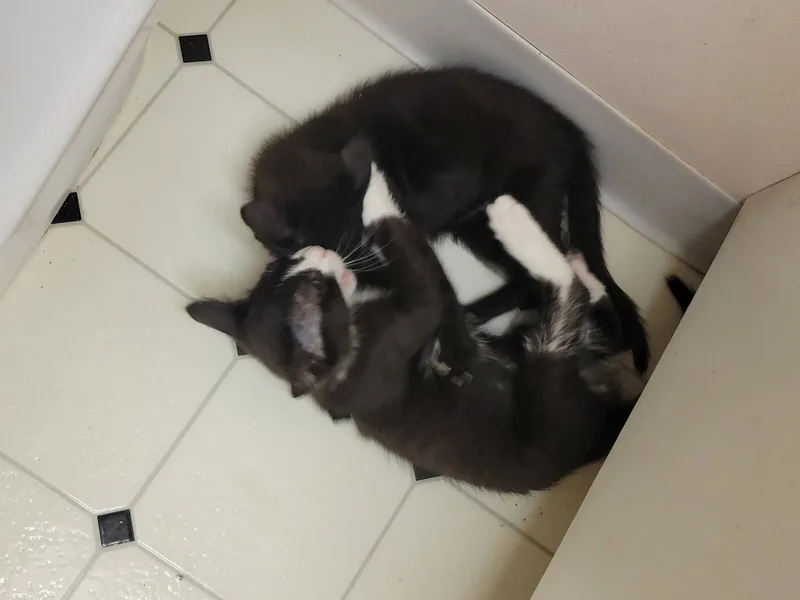 A baby small-sized female Black Domestic Short Hair cat named Pepper for adoption in Walnut Creek, CA