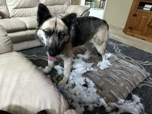 Nala