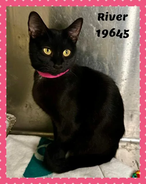 An adult medium-sized female Black Domestic Short Hair cat named River for adoption in Marietta, GA