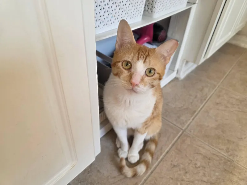 A young medium-sized male Orange & White Tabby cat named Syl for adoption in Houston, TX