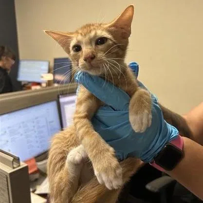A baby small-sized male Orange / Red Domestic Short Hair cat named Geez for adoption in San Antonio, TX
