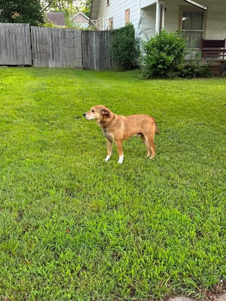 An adult large-sized male Shepherd dog named Charlie for adoption in Murray, KY