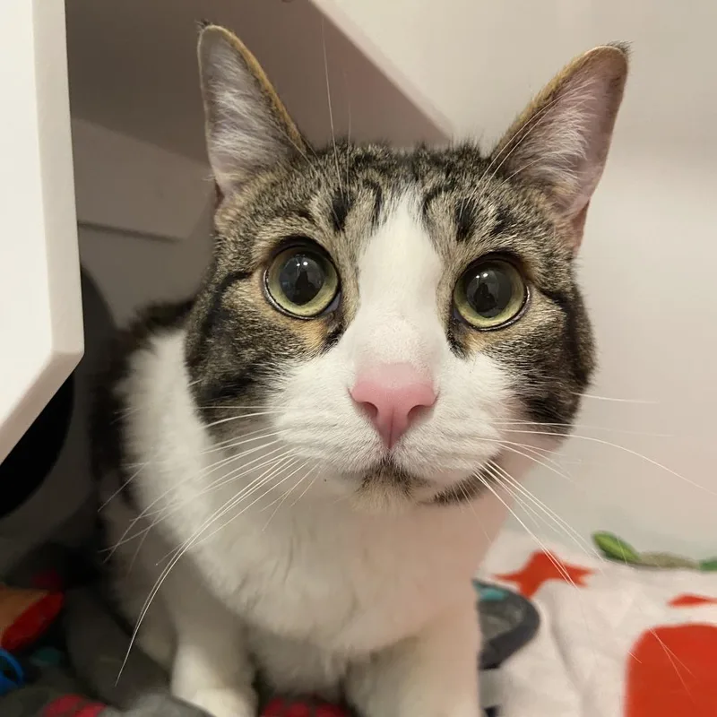 An adult large-sized male American Shorthair cat named Honey Badger for adoption in Los Angeles, CA