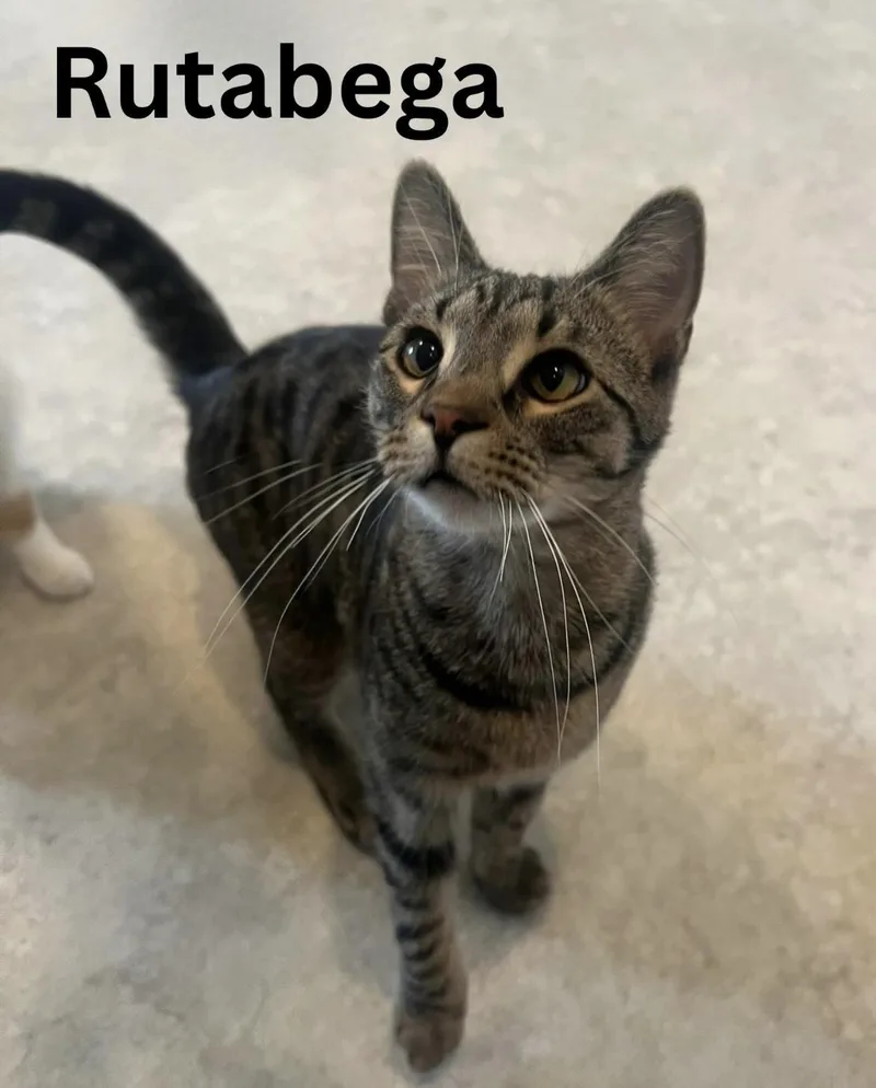 A baby medium-sized male Tabby (Brown / Chocolate) Domestic Short Hair cat named Rutabega for adoption in Cincinnati, OH