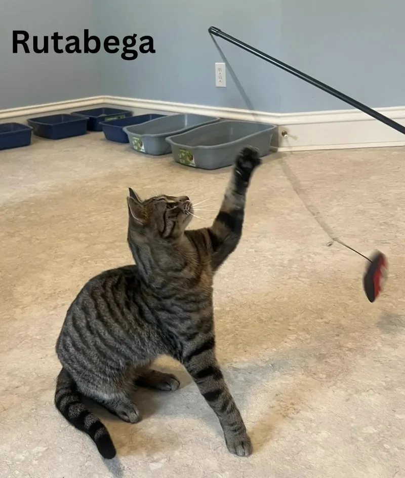 Rutabega thumbnail 4