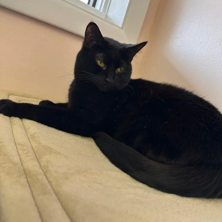 An adult small-sized female Domestic Short Hair cat named Popo for adoption in Greensburg, PA