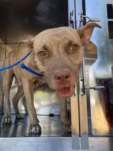 A young large-sized female Mixed Breed dog named Embrey for adoption in Dallas, TX