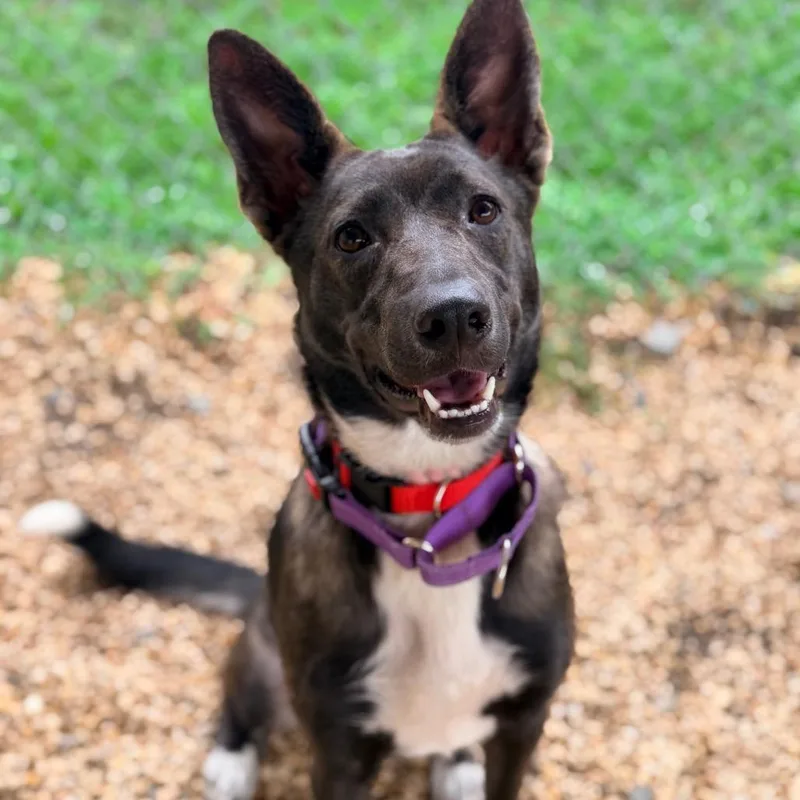 A young medium-sized female Black Mixed Breed dog named Prada for adoption in Newark, NJ