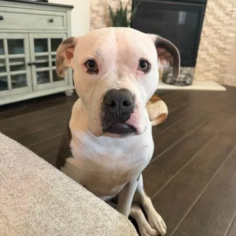 A young large-sized male White / Cream Pit Bull Terrier dog named Tito for adoption in Dallas, TX
