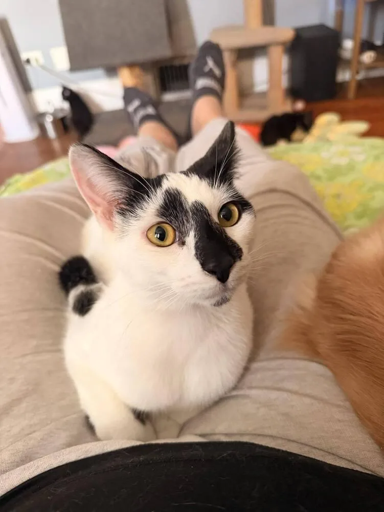 An adult large-sized male Black & White / Tuxedo Domestic Short Hair cat named Domino for adoption in Chicago, IL