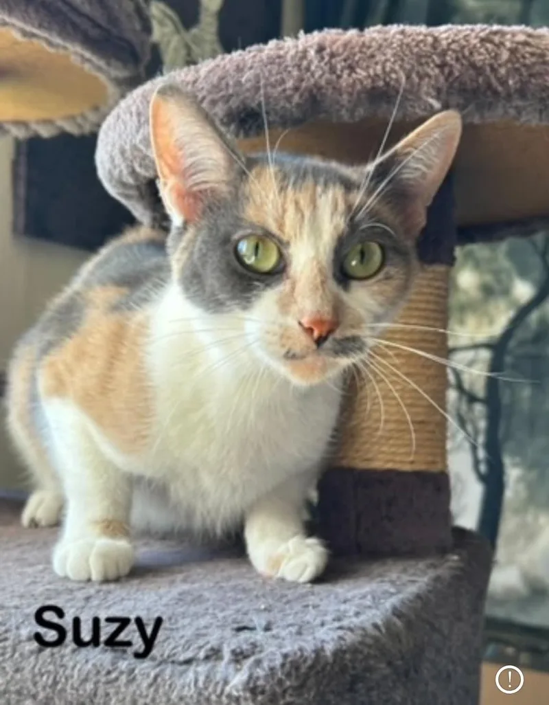 Suzy thumbnail 2