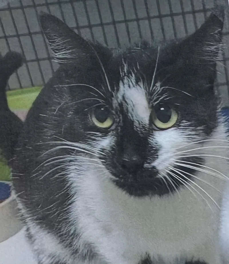 An adult medium-sized female Black & White / Tuxedo Domestic Short Hair cat named Panda for adoption in Fort Madison, IA