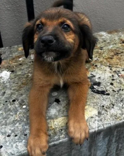 A baby small-sized male Labrador Retriever dog named Playero for adoption in Washington, DC
