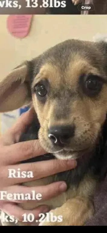 A baby small-sized female Brown / Chocolate Mixed Breed dog named Risa for adoption in Grand Rapids, MI