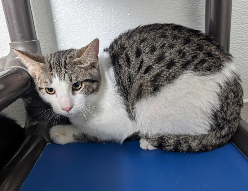 A young small-sized male Tabby (Tiger Striped) Domestic Short Hair cat named Beau for adoption in New Ulm, MN
