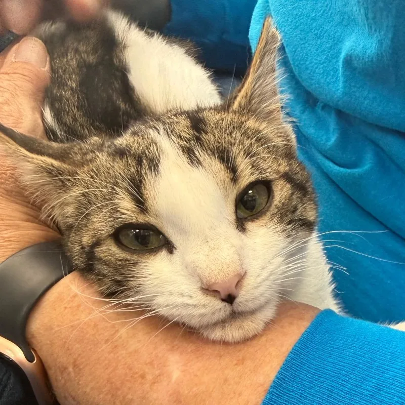 A young small-sized female White American Shorthair cat named Miley Cyrus for adoption in Westport, CT