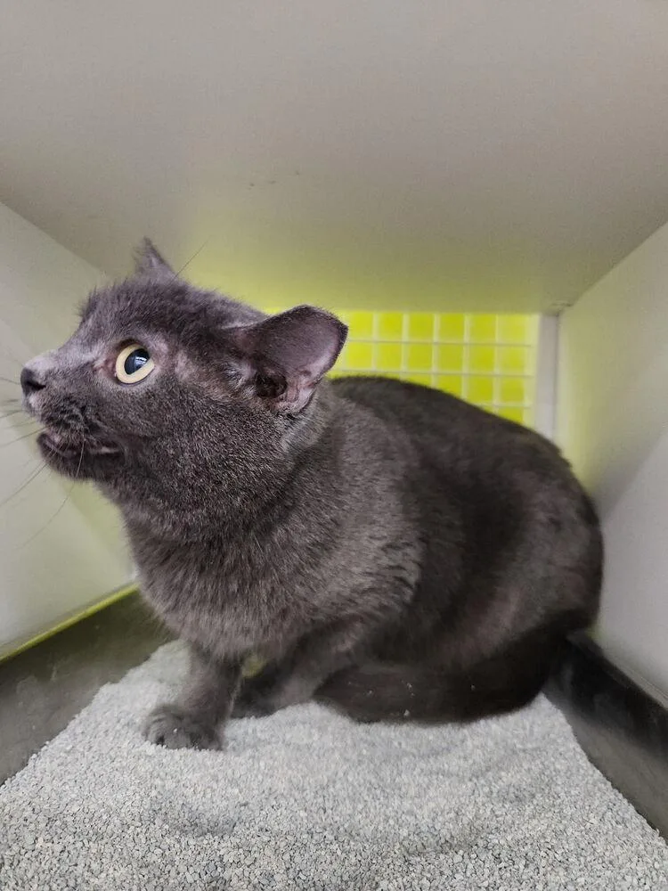 An adult medium-sized female Domestic Medium Hair cat named Apple Pie for adoption in Dallas, TX