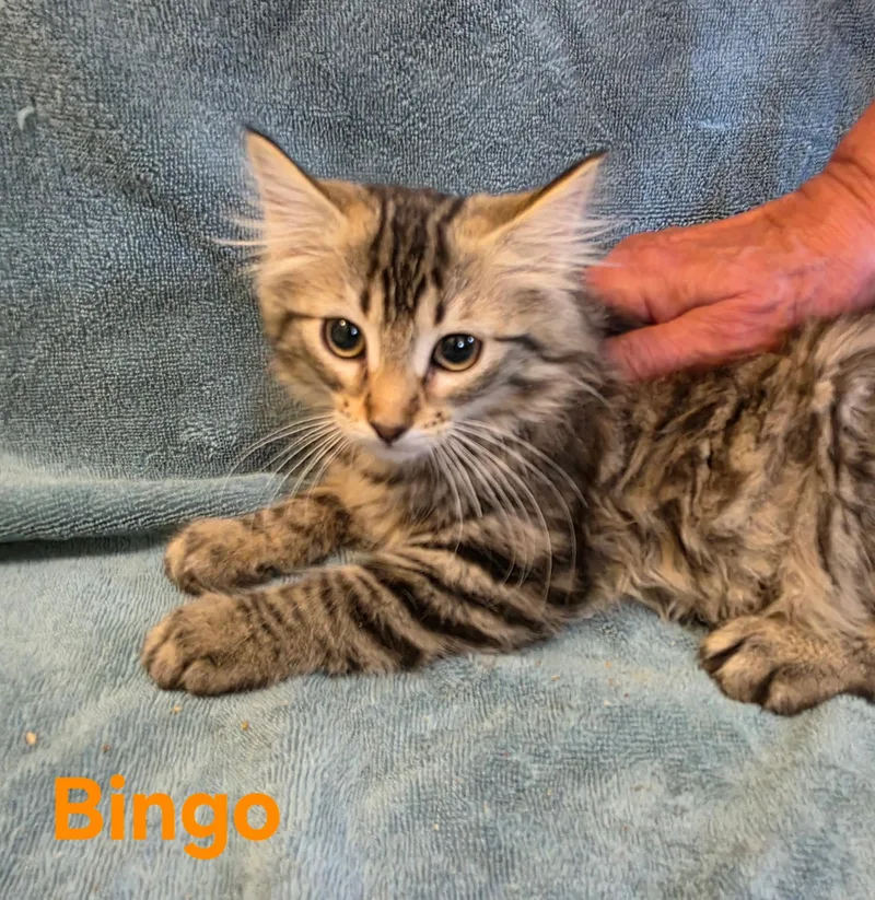 A young medium-sized female Tabby cat named Bingo for adoption in Wheeling, IL