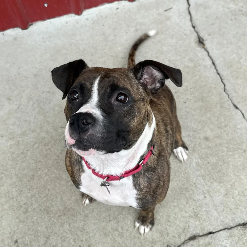 An adult medium-sized female Brindle Boxer dog named Reese for adoption in Delaware, OH