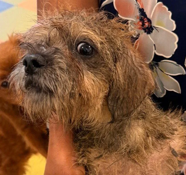 A young medium-sized male Mixed Breed dog named Tom for adoption in New Castle, DE