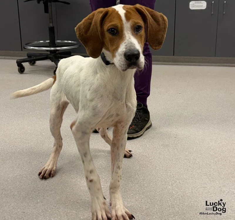 A baby large-sized male Hound dog named River for adoption in Washington, DC