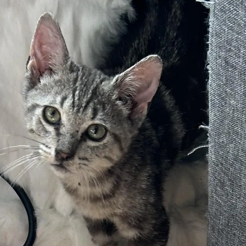 A young medium-sized male Gray / Blue / Silver Domestic Short Hair cat named Bjethro for adoption in Arizona City, AZ