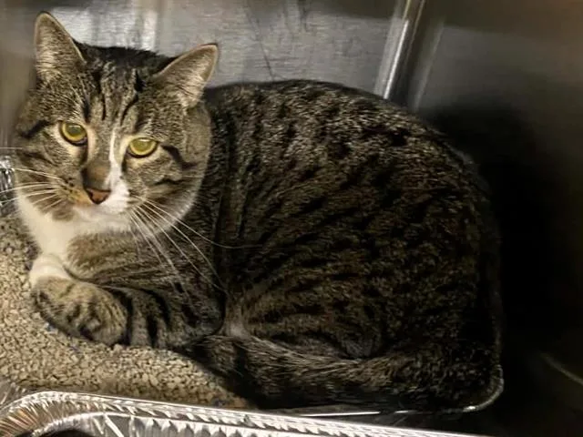 An adult medium-sized male Domestic Short Hair cat named Russet for adoption in Tustin, CA