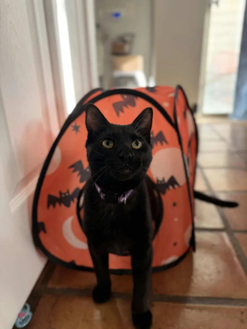 A baby medium-sized male Black Domestic Short Hair cat named Baconator for adoption in Houston, TX