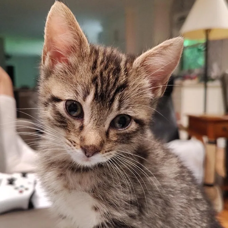 A young large-sized male Domestic Short Hair cat named Zambia for adoption in Cumming, GA