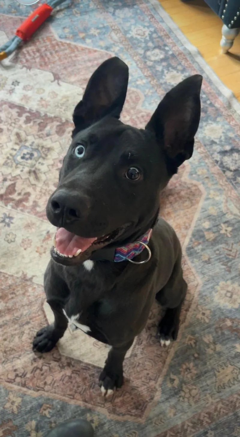A young medium-sized male Labrador Retriever dog named Mikey for adoption in santa monica, CA